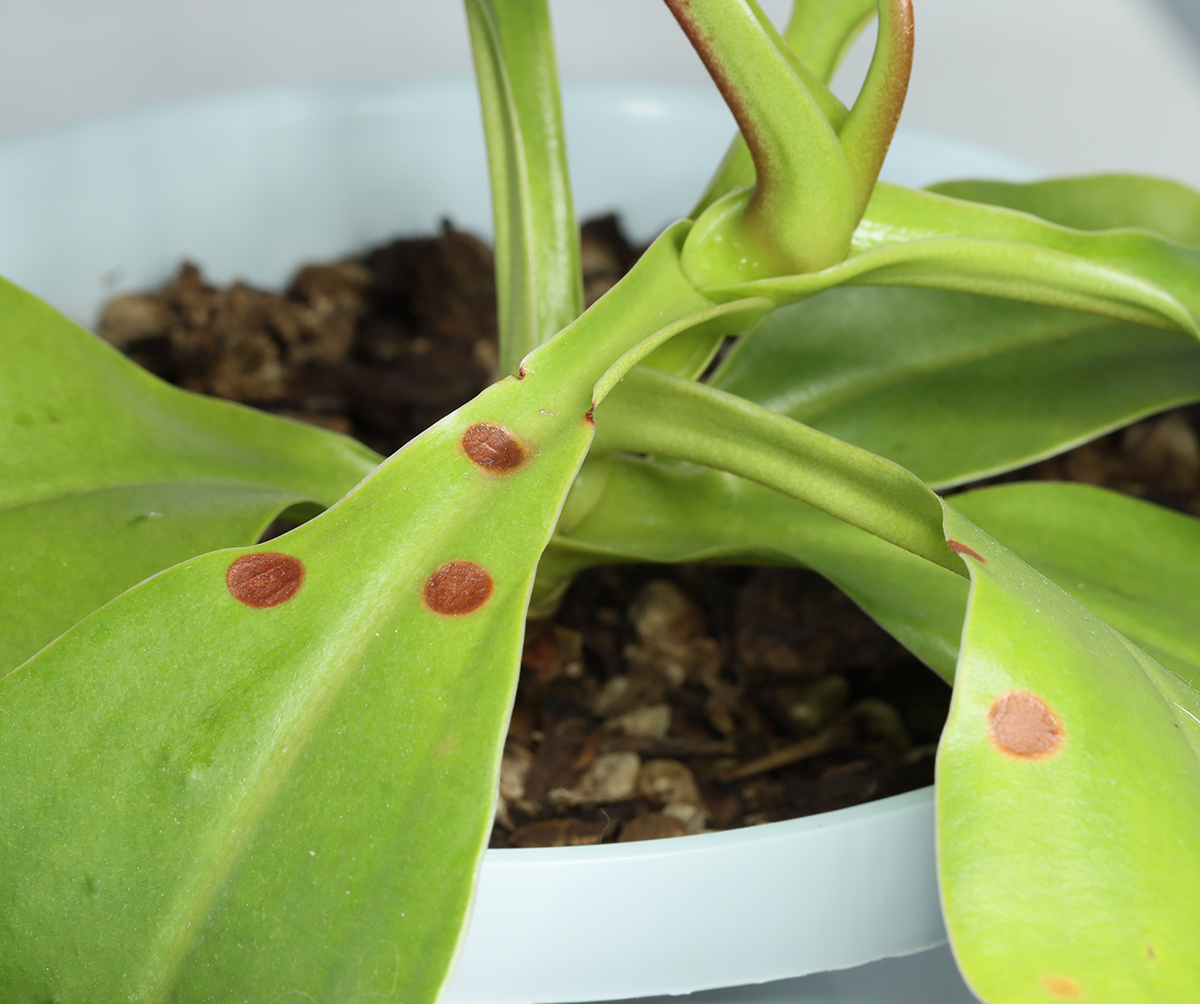 Nepenthes (sibuyanensis x (veitchii x lowii), BE3986)