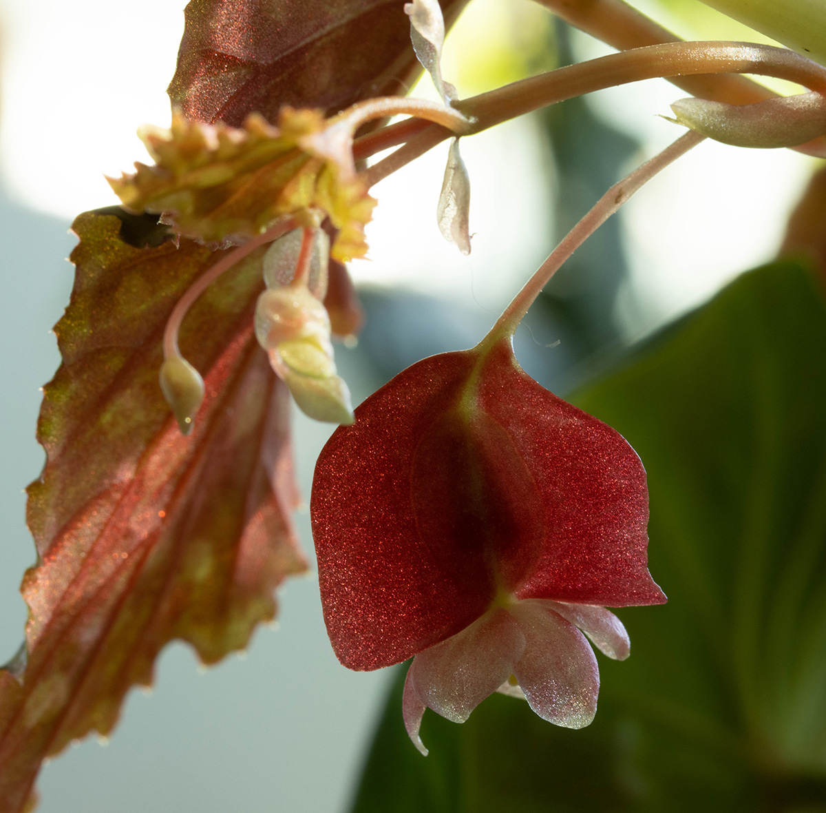 Begonia chlorosticta