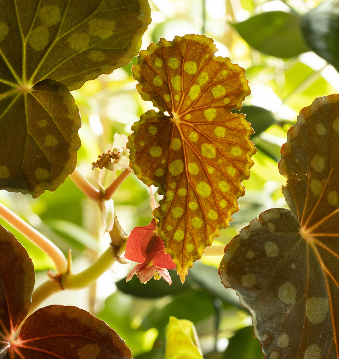 Begonia chlorosticta