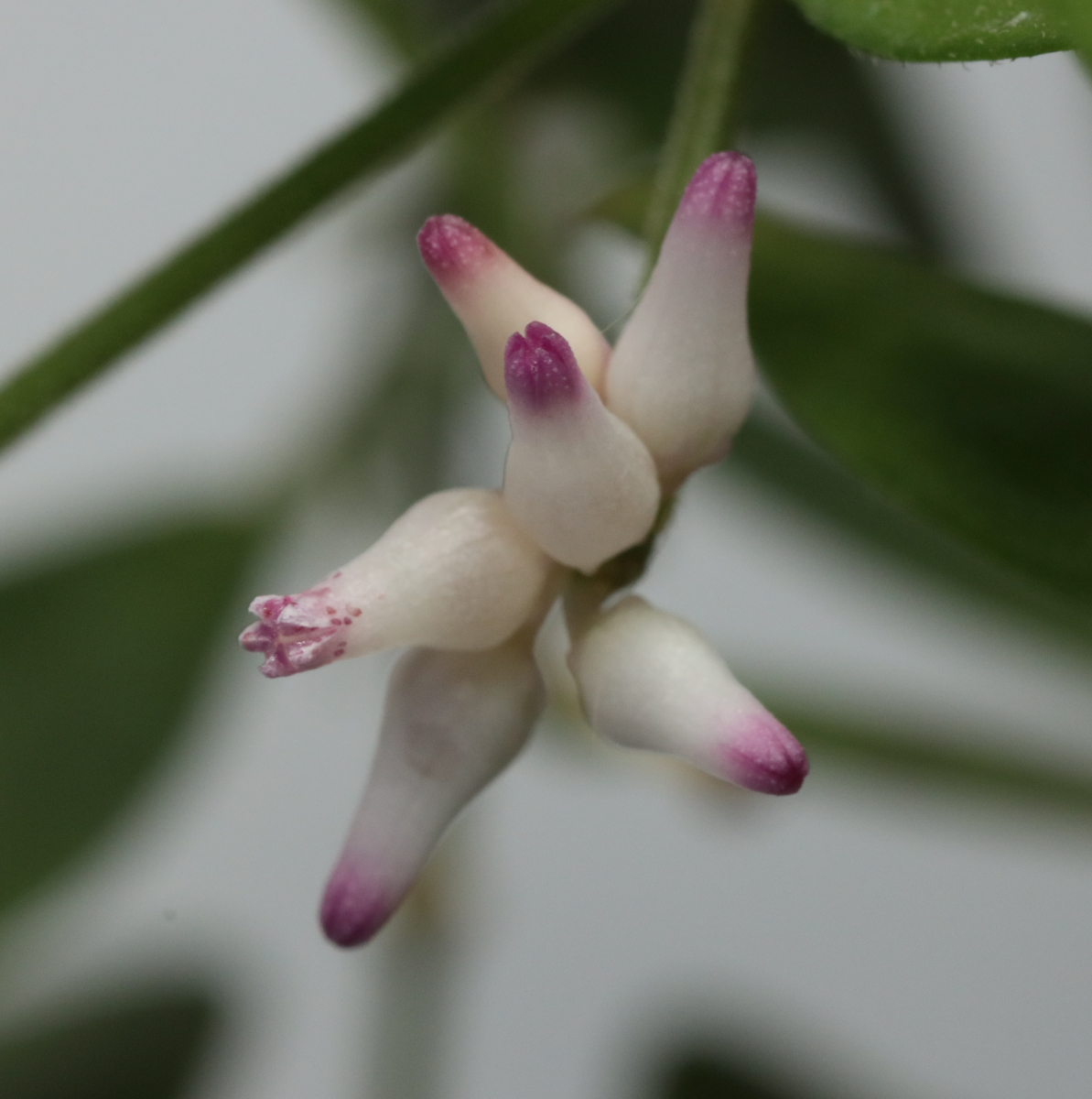 Dischidia truncata