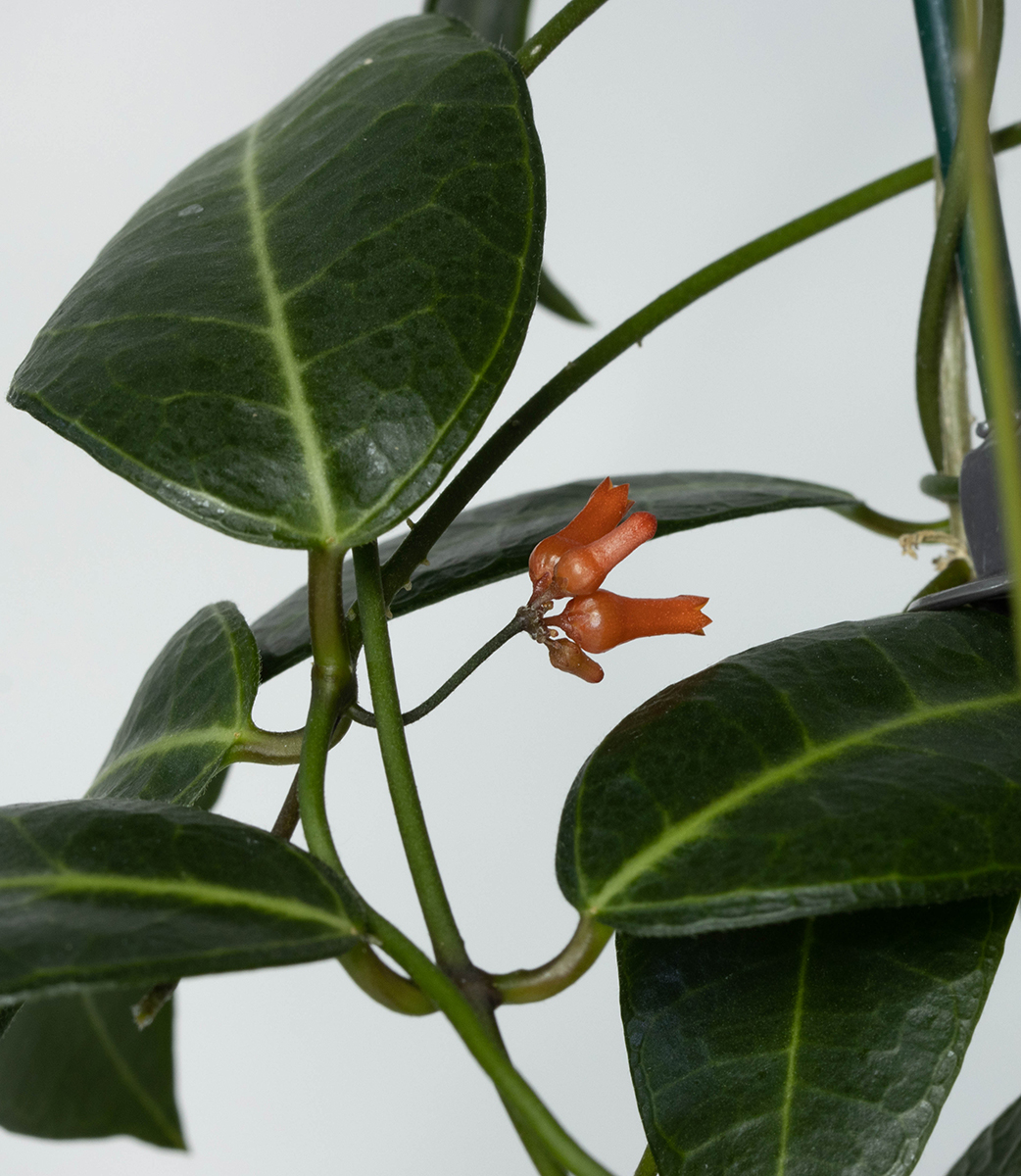 Dischidia lancifolia