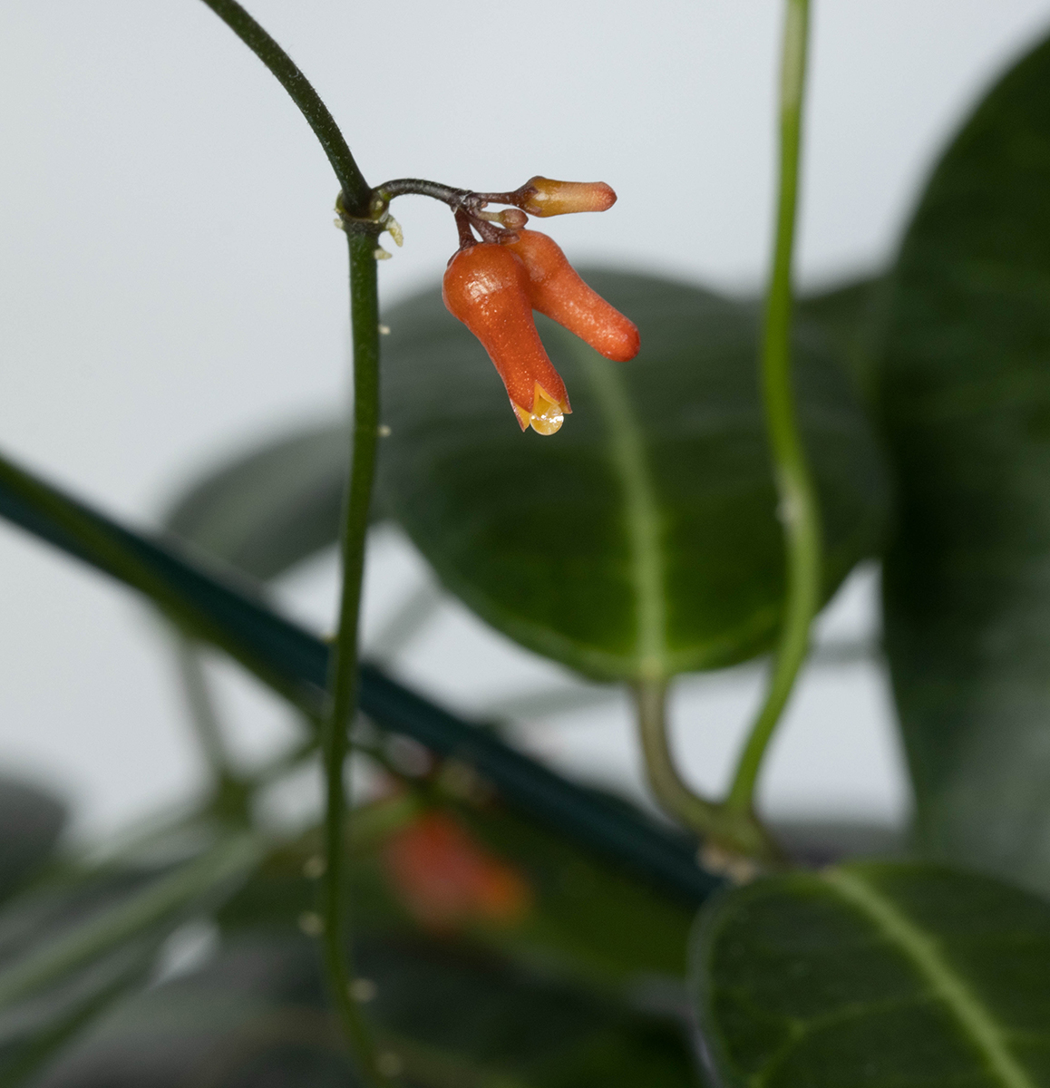 Dischidia lancifolia