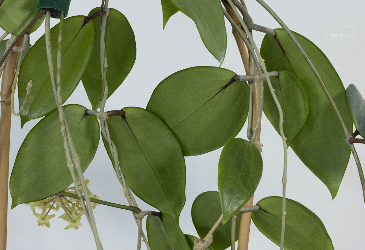 Hoya sp. Estrella Waterfall