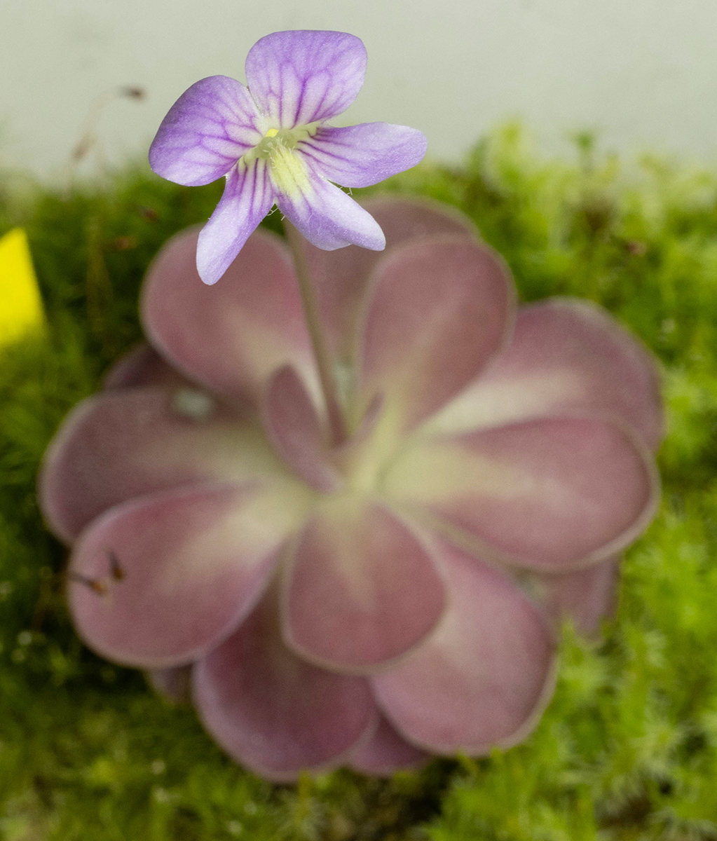 Pinguicula 'Johanna'