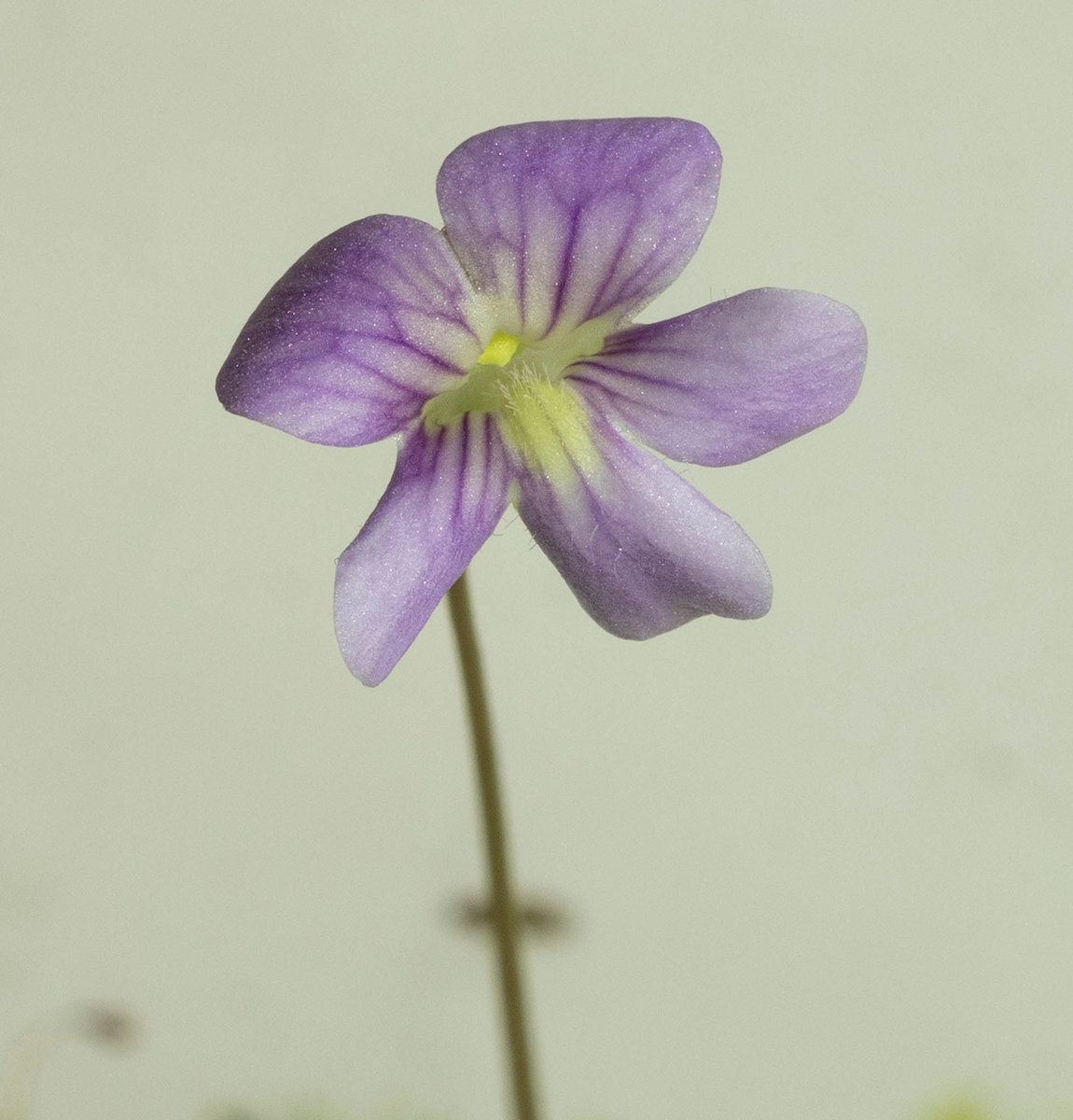 Pinguicula 'Johanna'