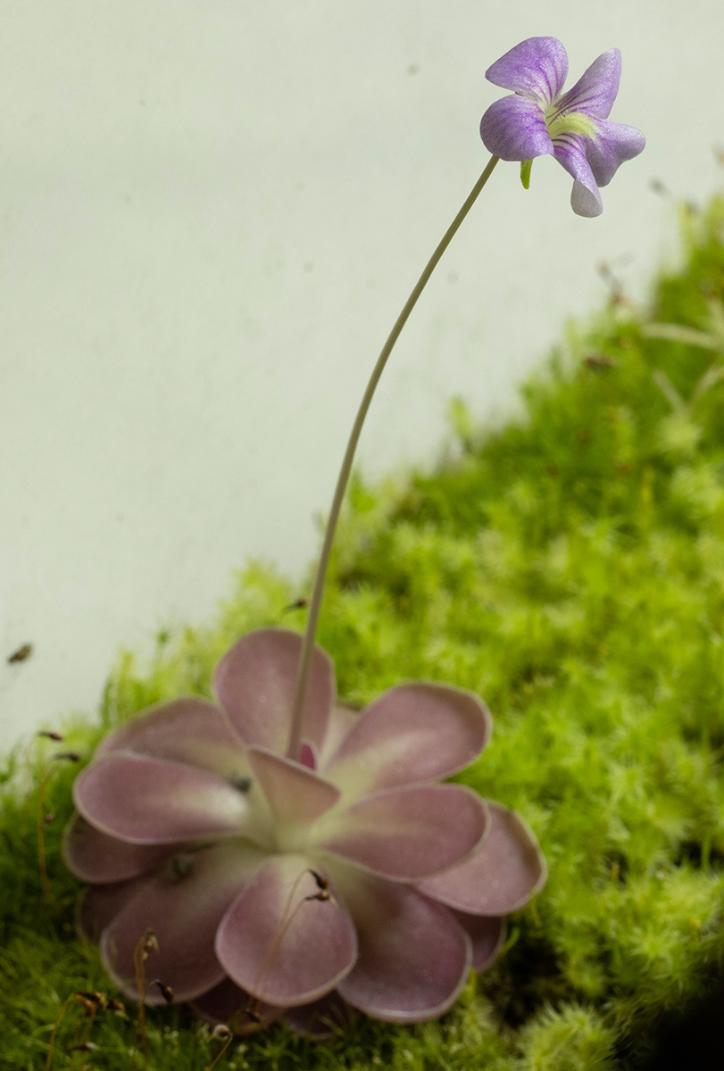 Pinguicula 'Johanna'