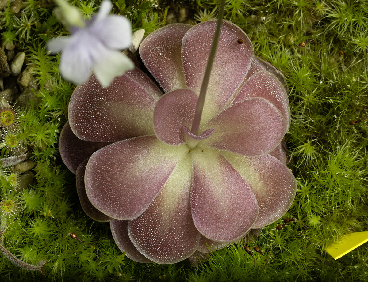 Pinguicula 'Johanna'