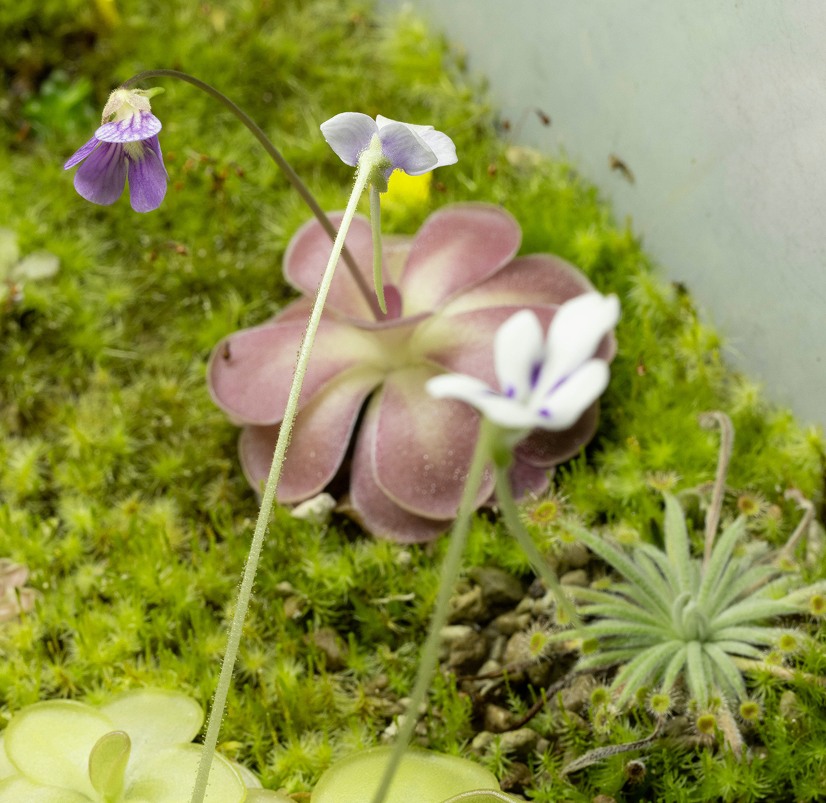 Pinguicula 'Johanna'