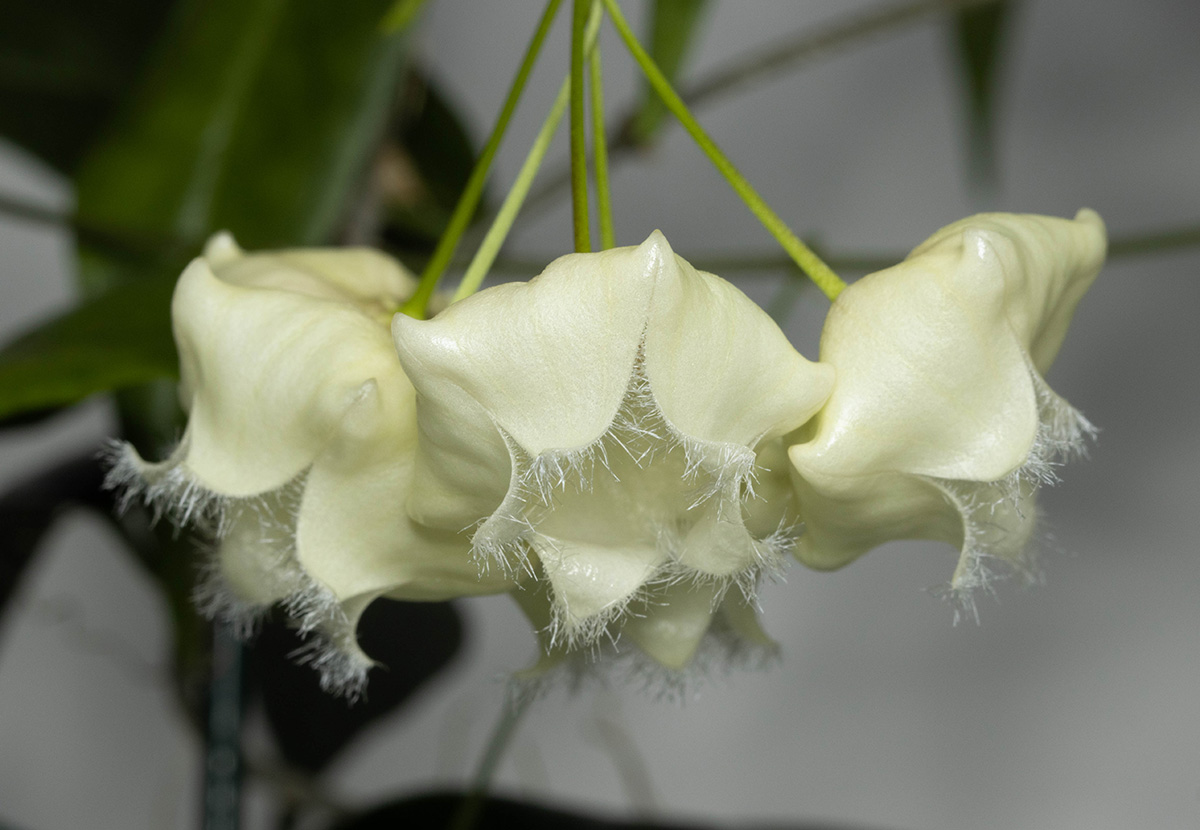 Hoya paradisea