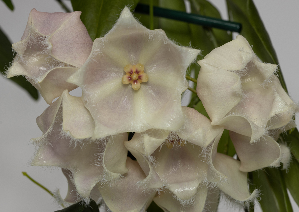 Hoya paradisea