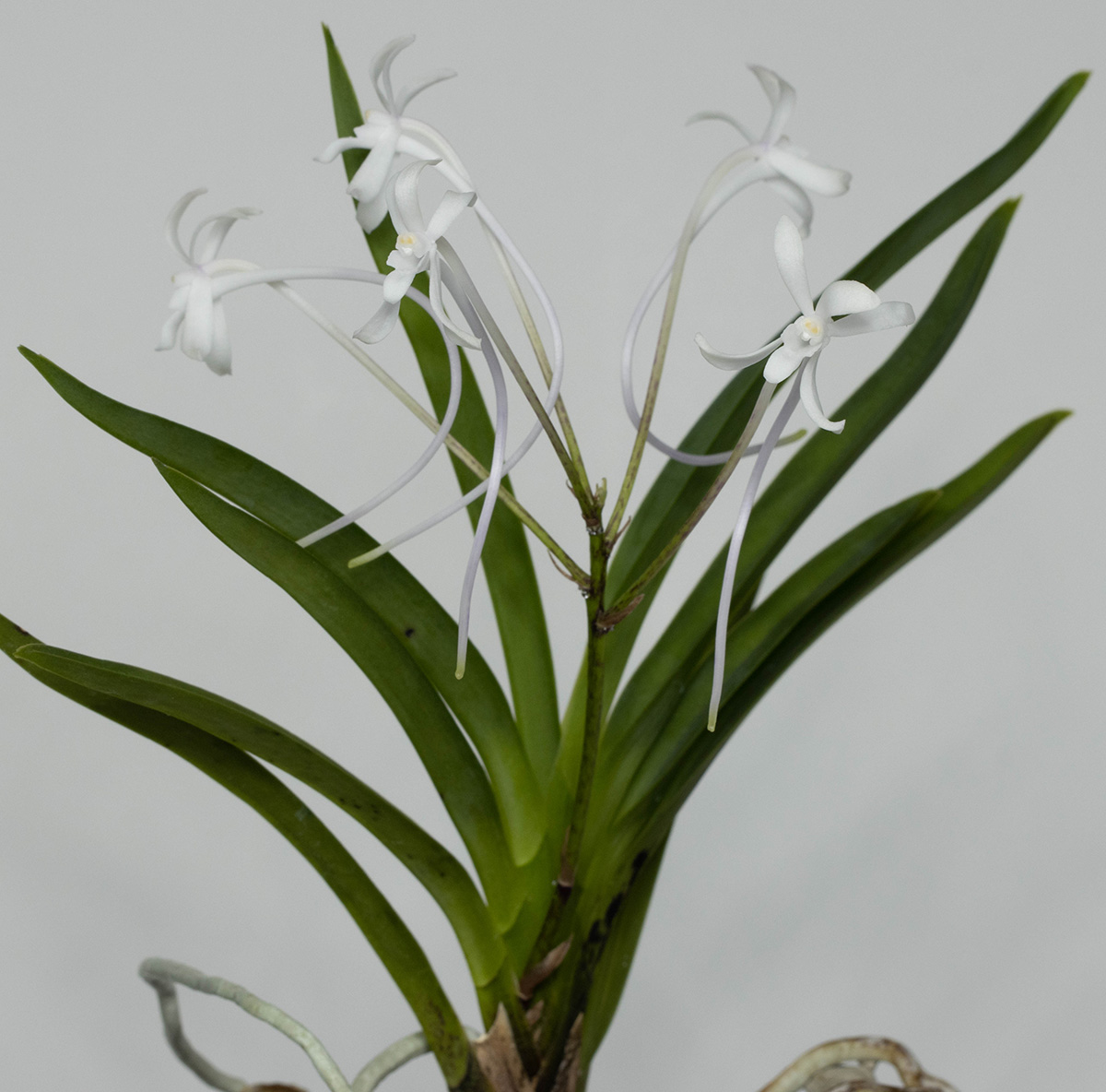 Neofinetia falcata