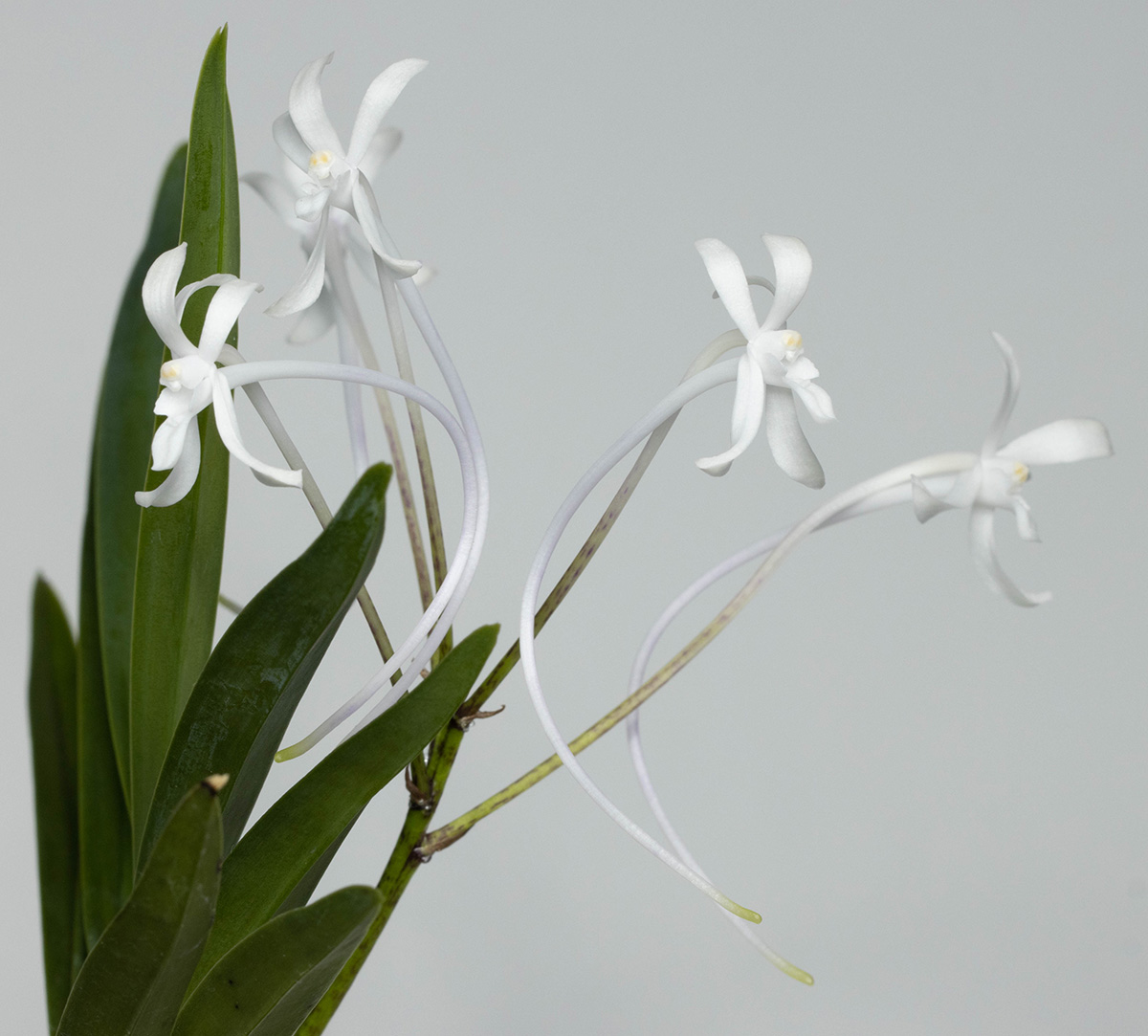 Neofinetia falcata