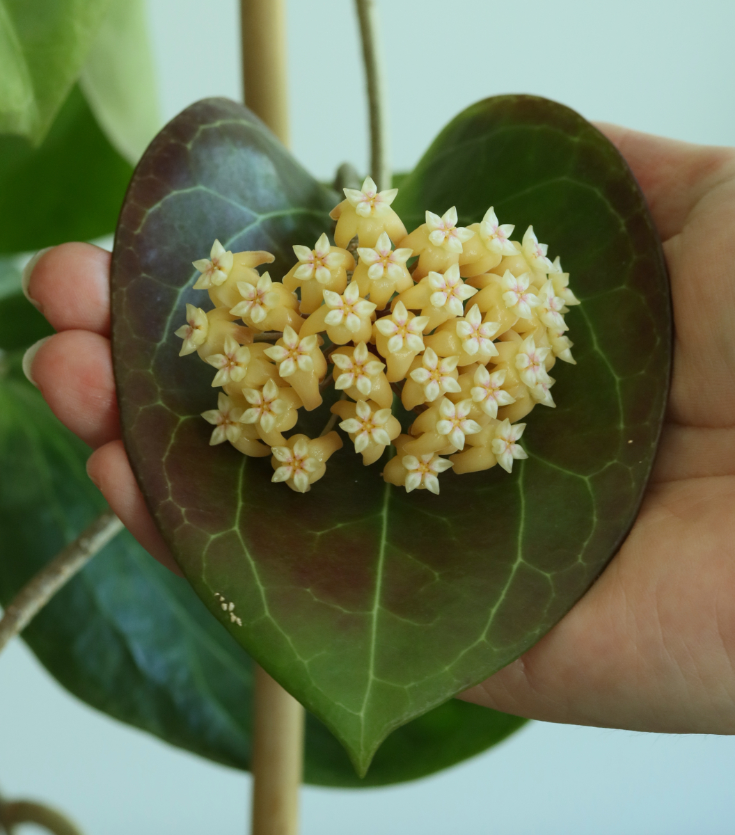 Hoya sp. PNG SV 432