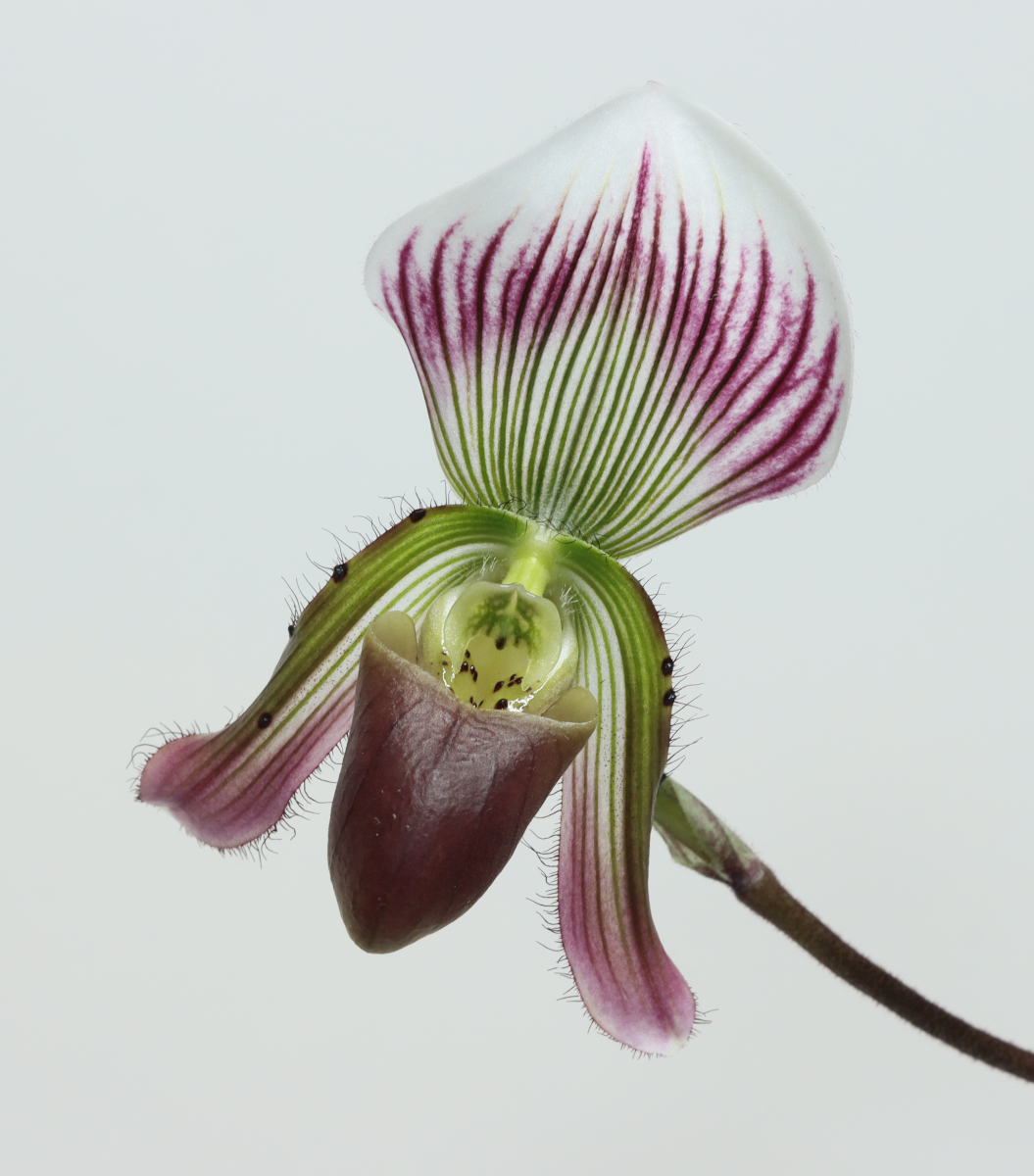 Paphiopedilum callosum var. sublaeve