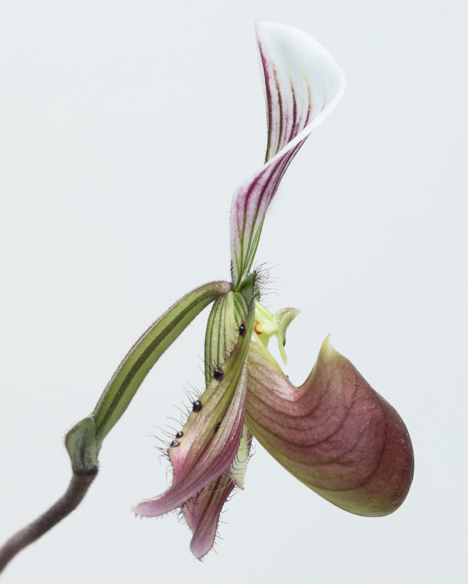 Paphiopedilum callosum var. sublaeve