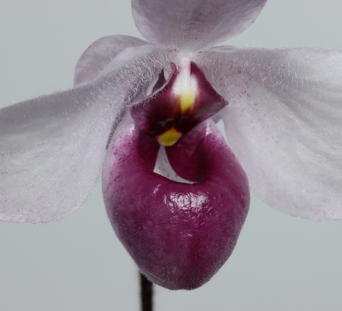 Paphiopedilum delenatii 'Vinicolor'