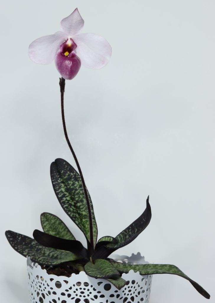 Paphiopedilum delenatii 'Vinicolor'