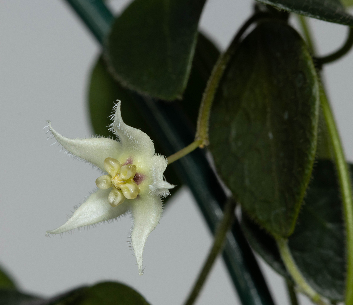 Hoya sp. Papua