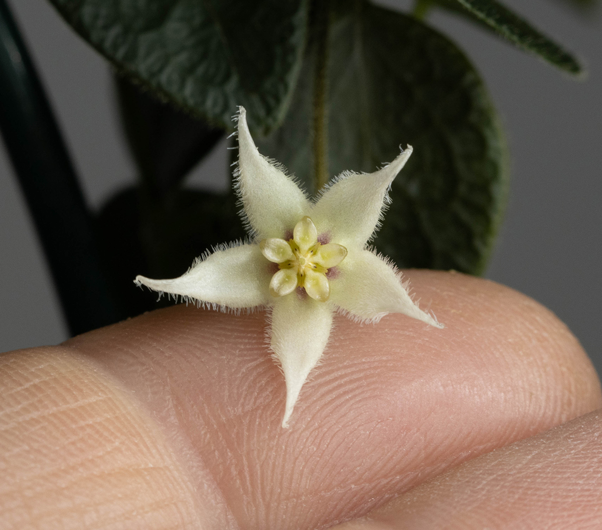 Hoya sp. Papua