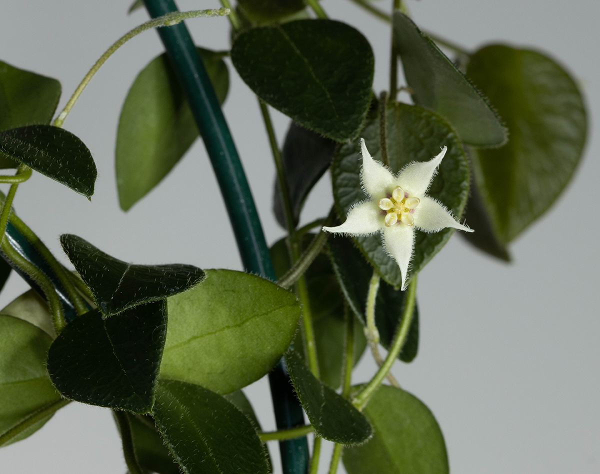 Hoya sp. Papua