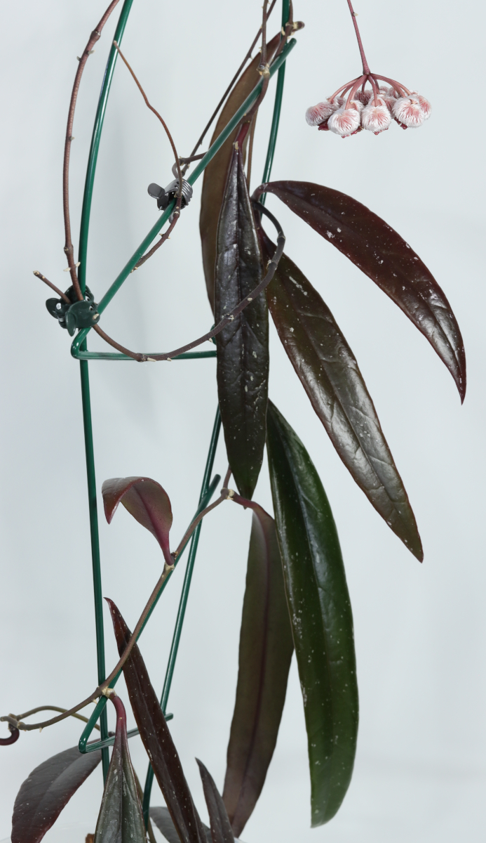 Hoya sulawesiana