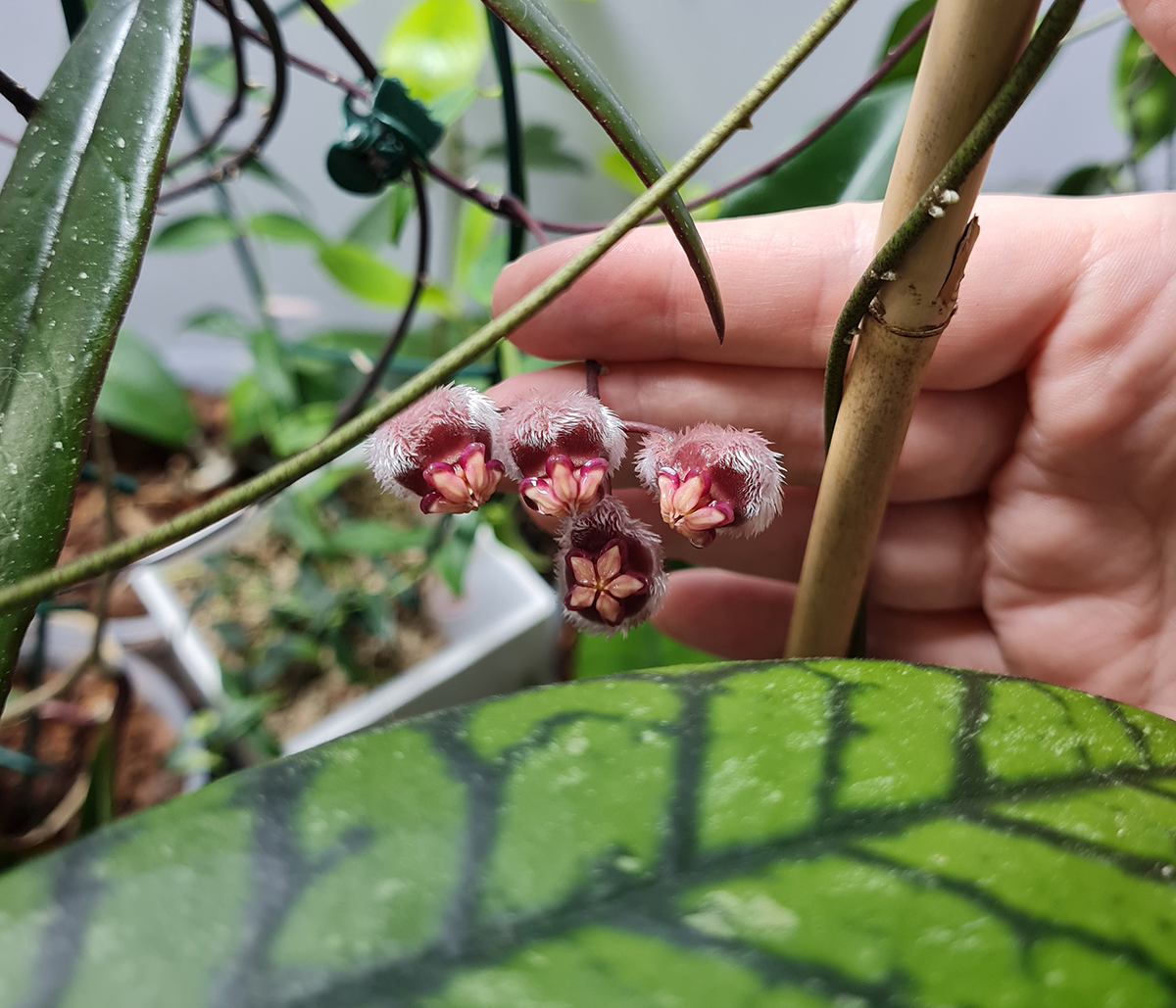 Hoya sulawesiana