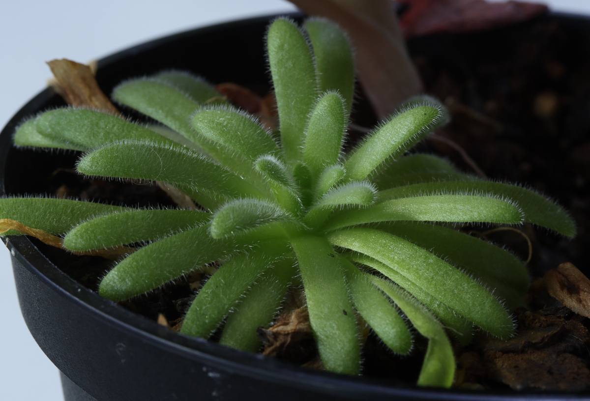 Pinguicula agnata x gypsicola