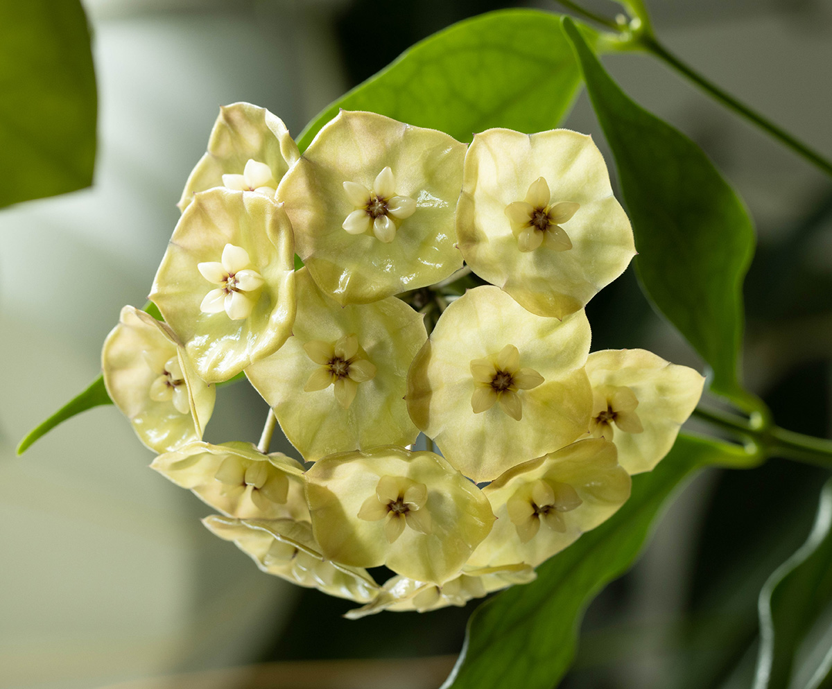 Hoya danumensis ssp. amarii