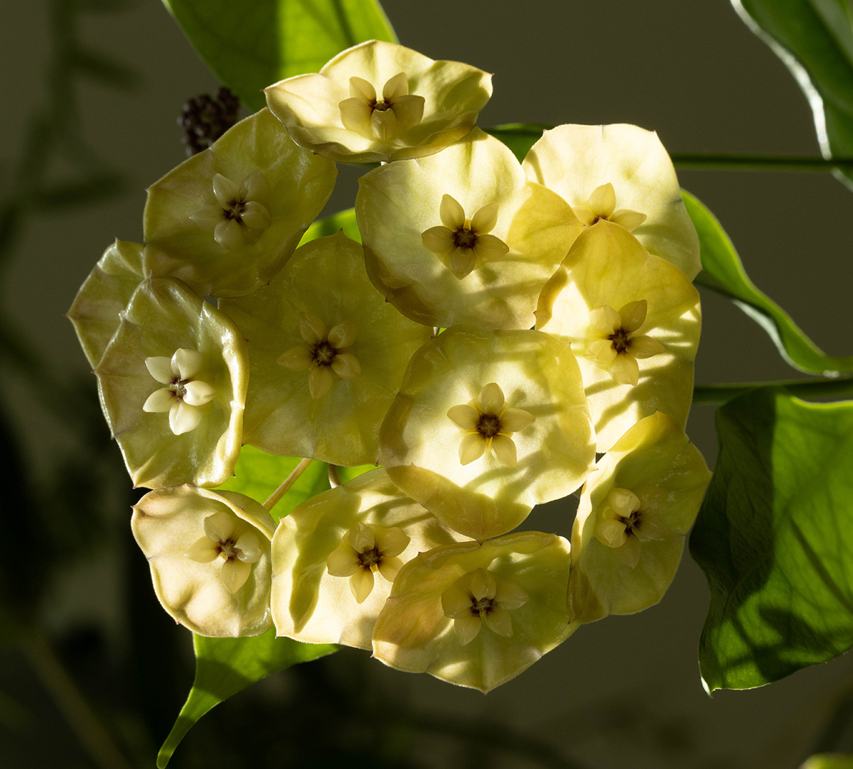 Hoya danumensis ssp. amarii