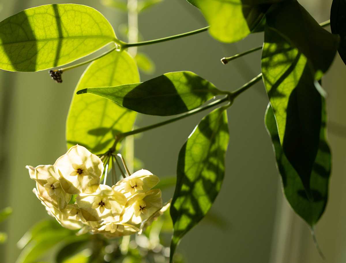 Hoya danumensis ssp. amarii