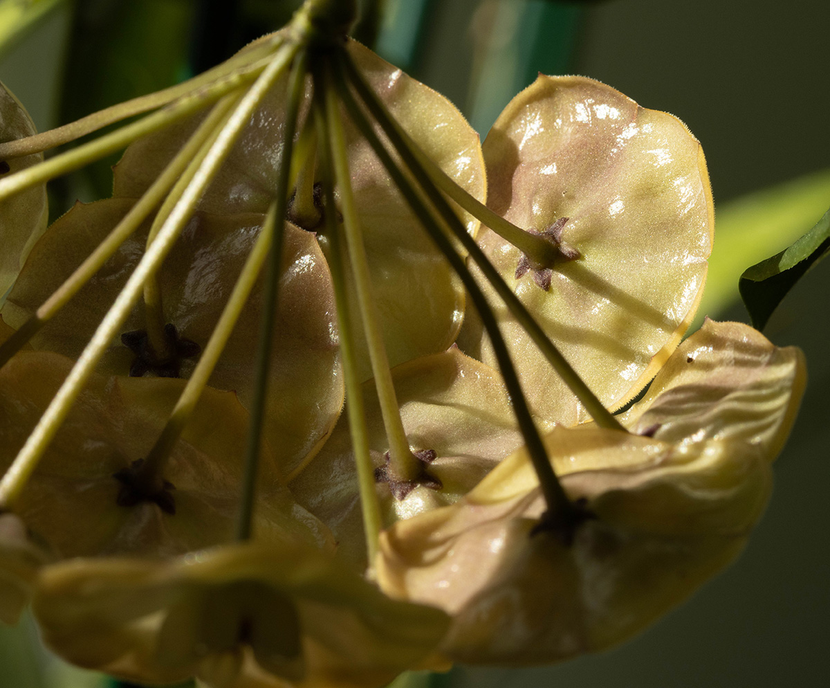 Hoya danumensis ssp. amarii