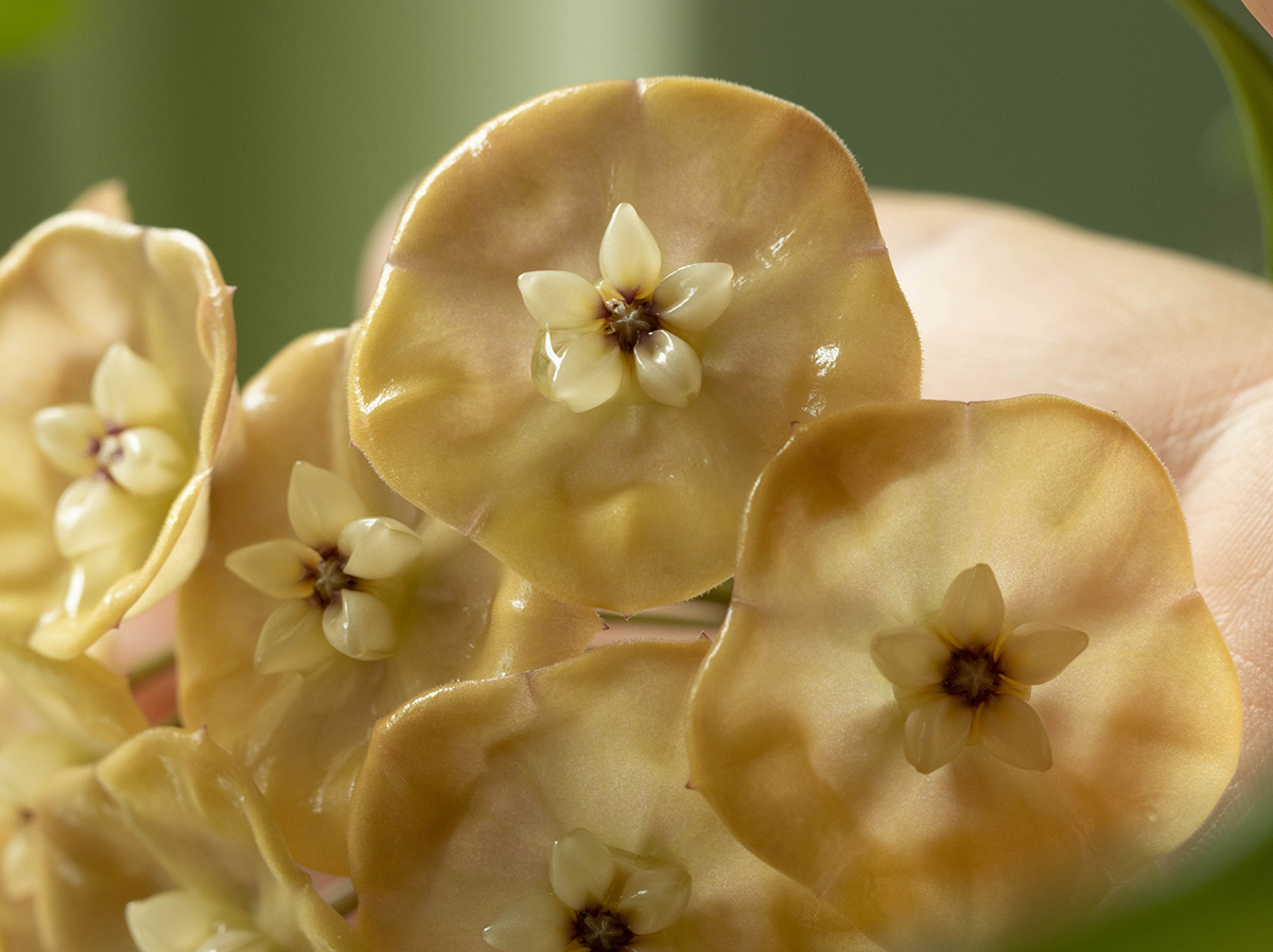 Hoya danumensis ssp. amarii