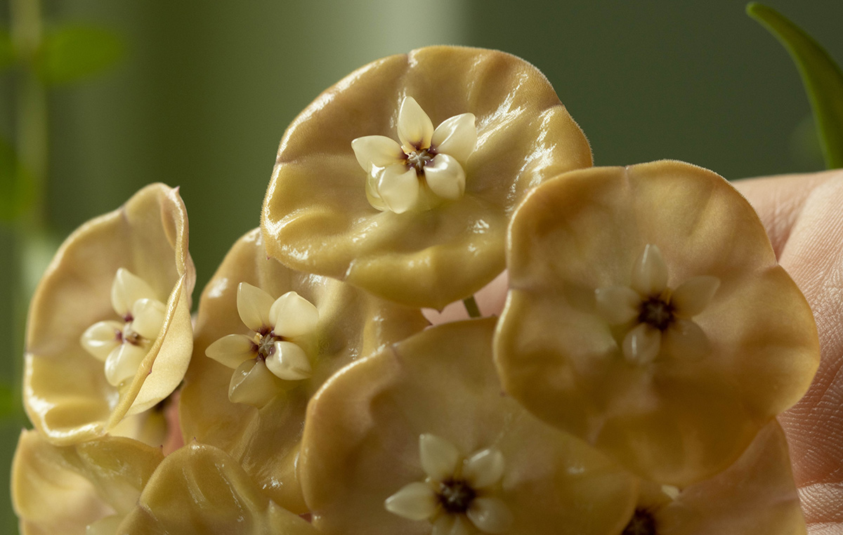 Hoya danumensis ssp. amarii