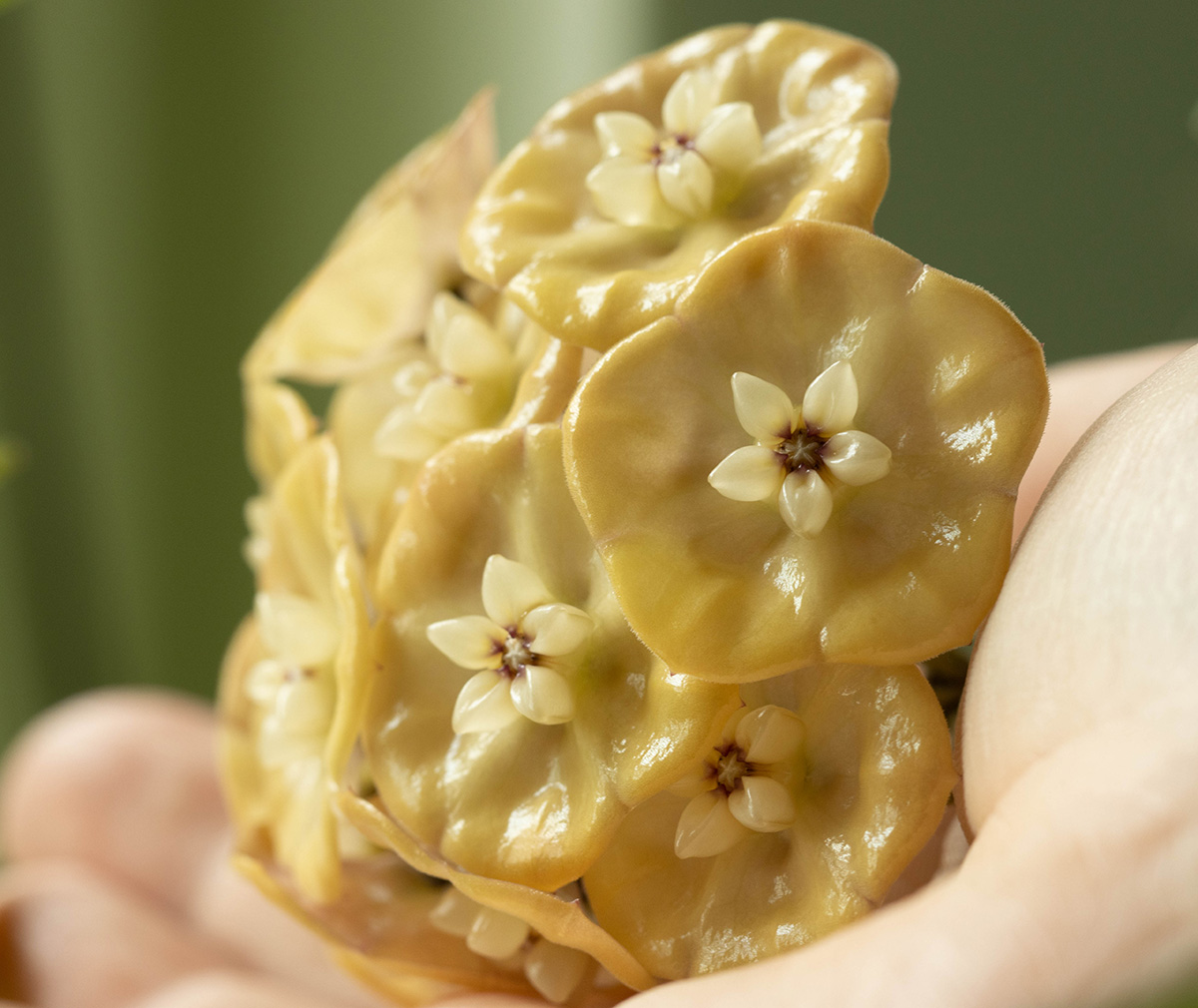 Hoya danumensis ssp. amarii