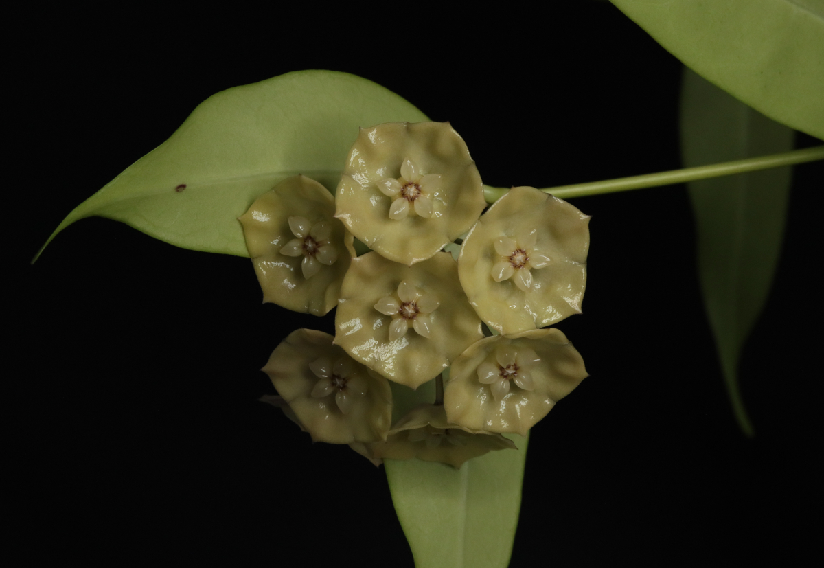 Hoya danumensis ssp. amarii