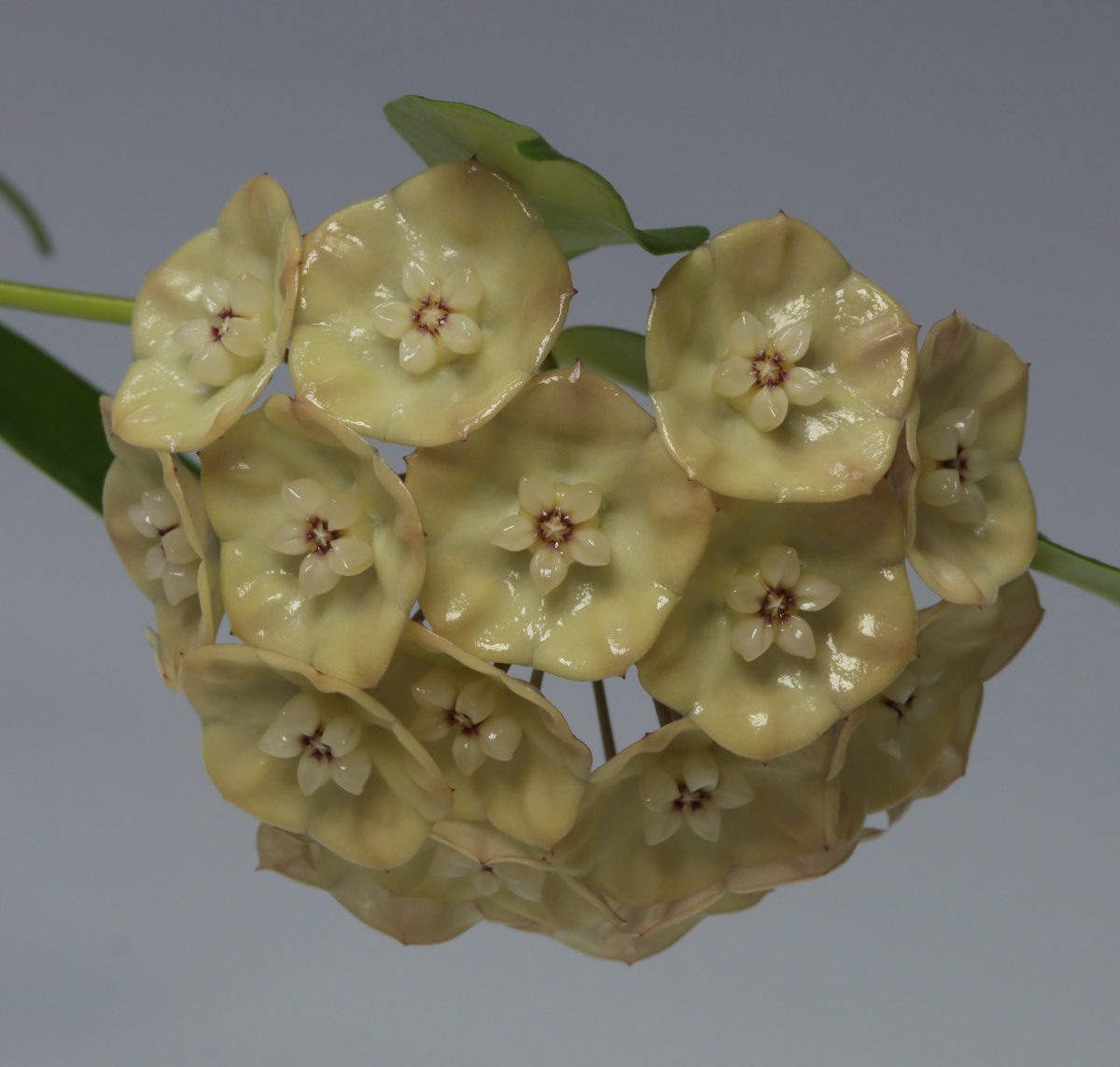 Hoya danumensis ssp. amarii