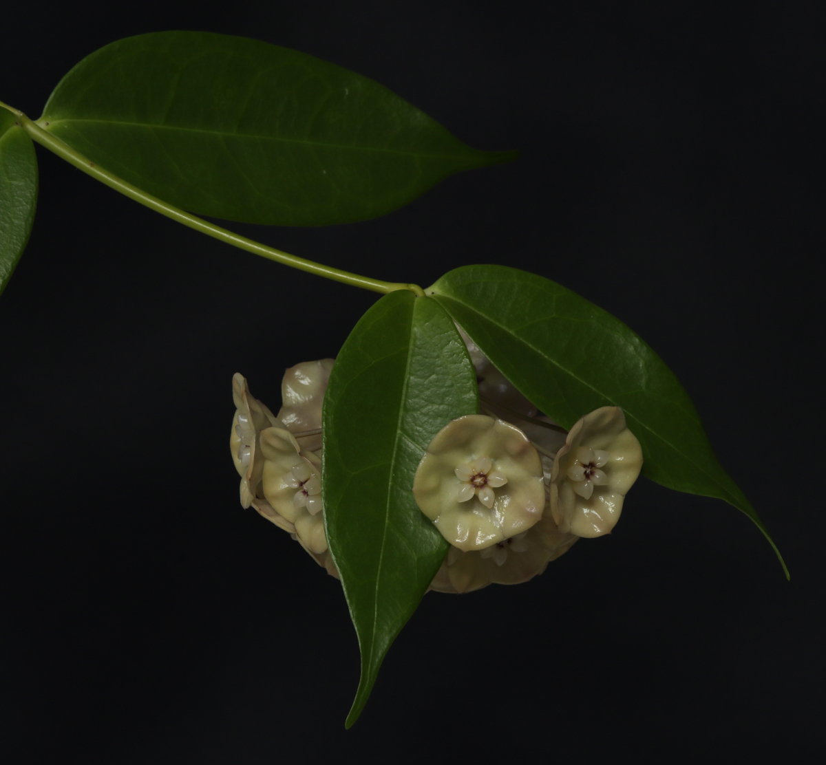 Hoya danumensis ssp. amarii