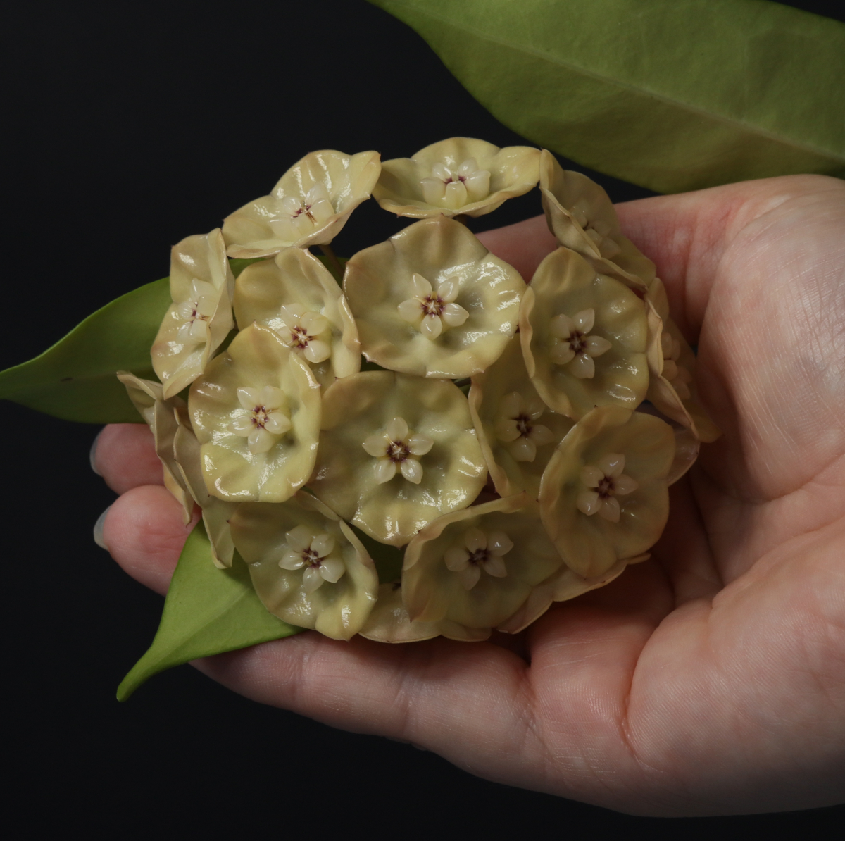 Hoya danumensis ssp. amarii