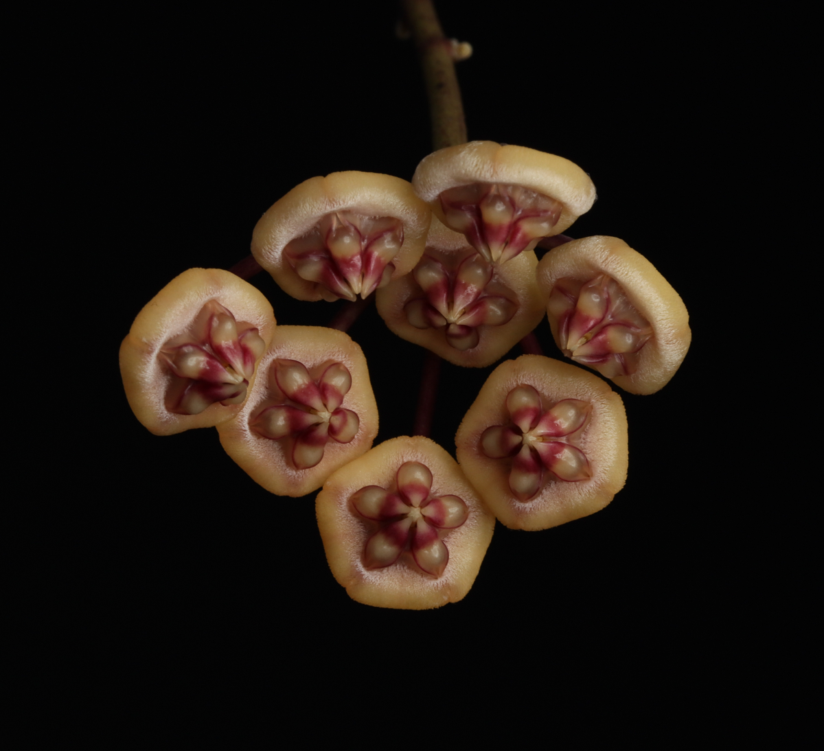 Hoya benchaii