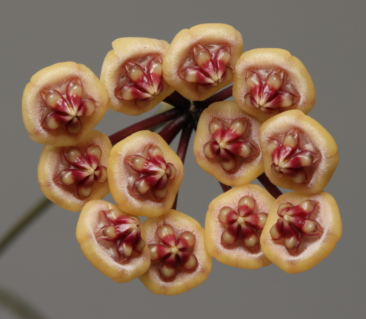 Hoya benchaii