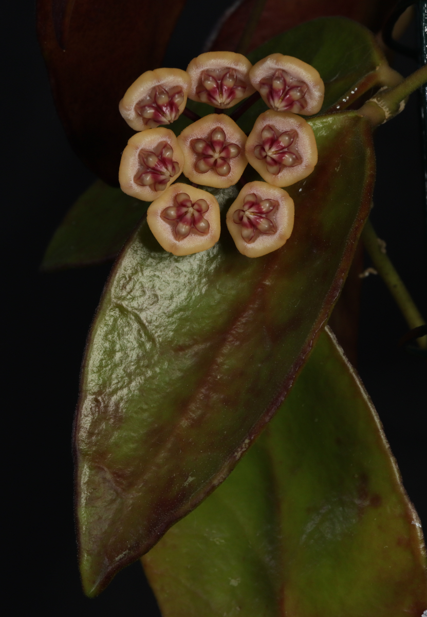 Hoya benchaii