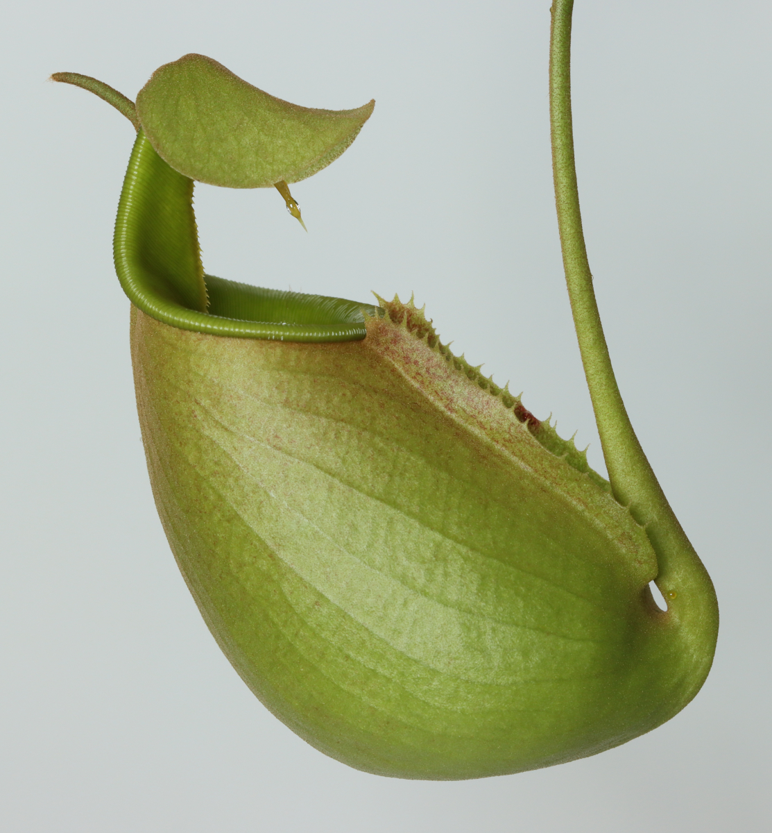 Nepenthes bicalcarata