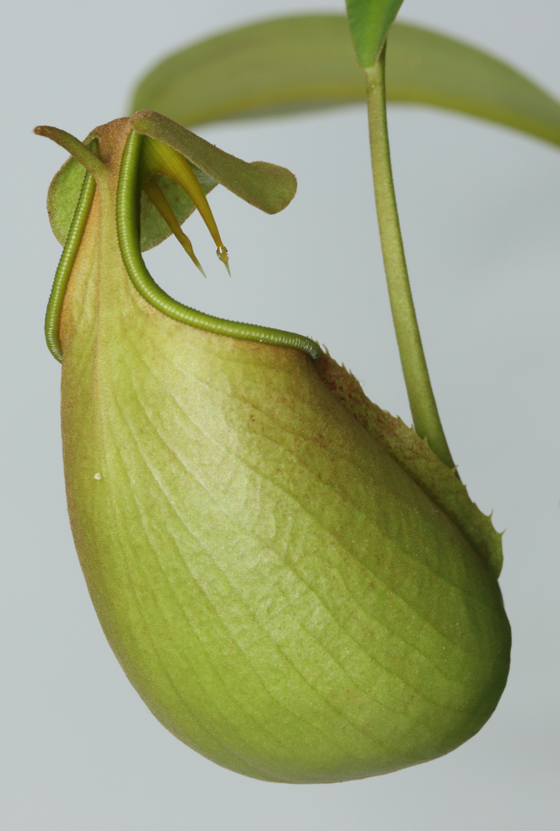 Nepenthes bicalcarata