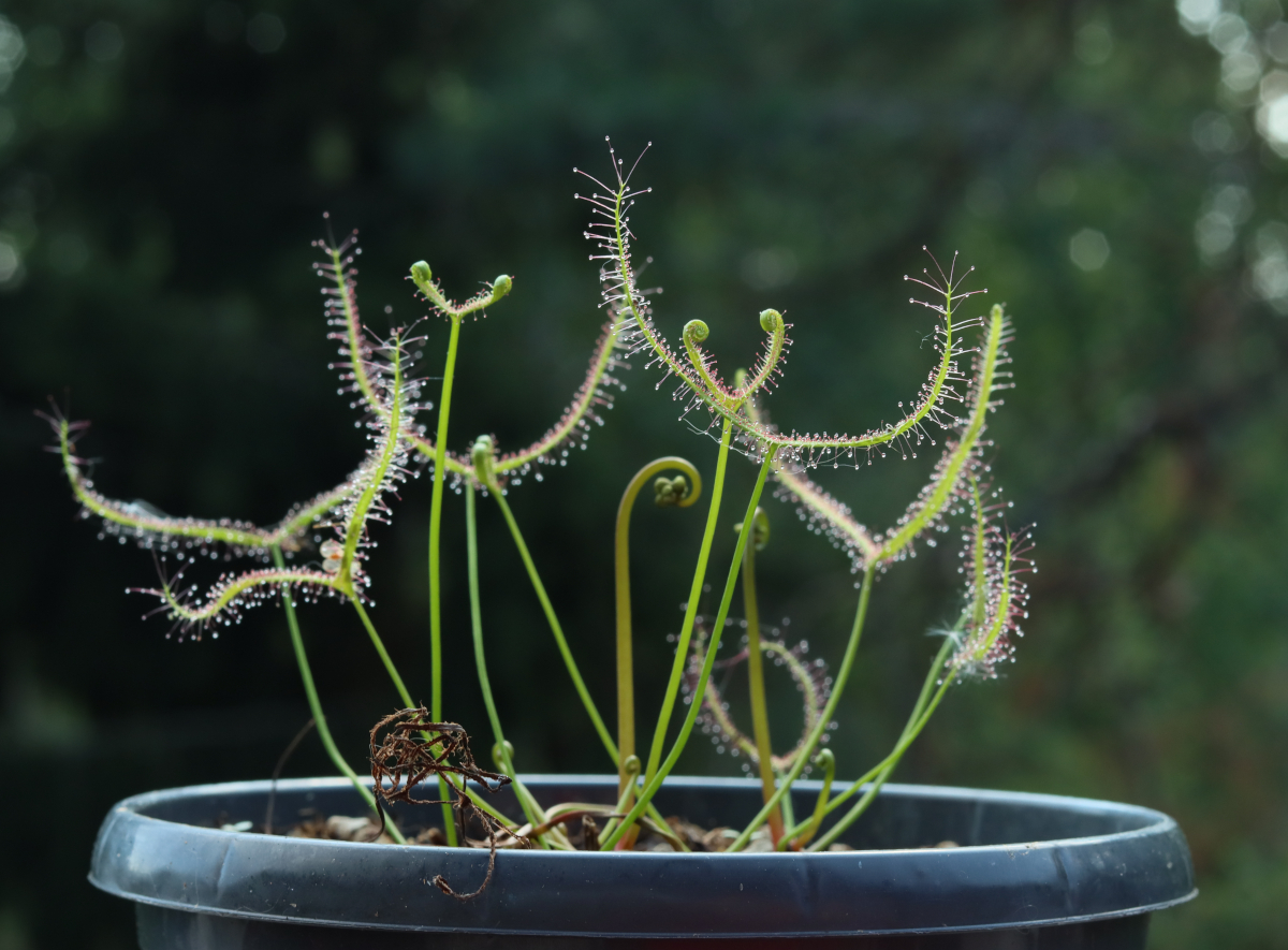 Drosera binata (Small Red)