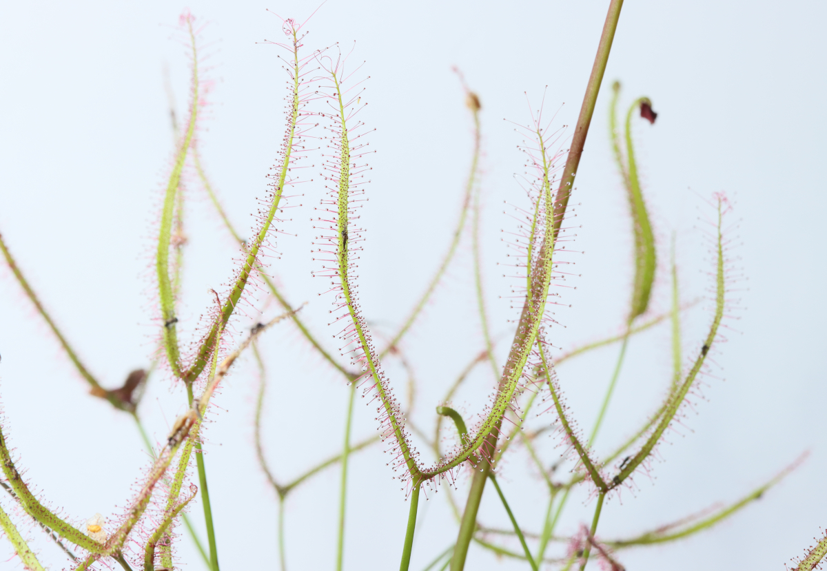 Drosera binata (Small Red)