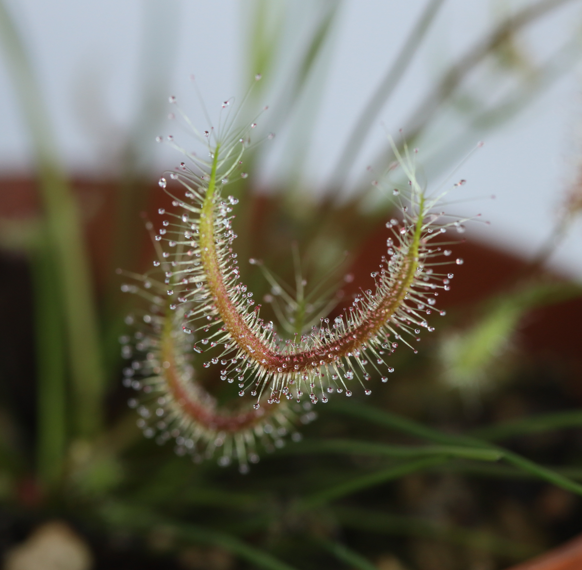 Drosera binata (Golden Green)