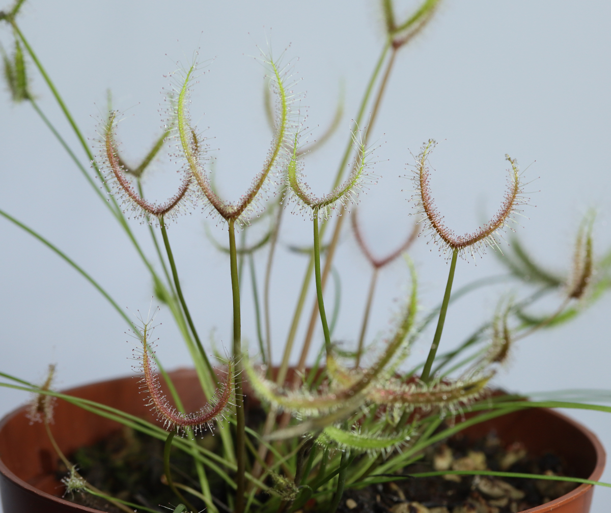 Drosera binata (Golden Green)