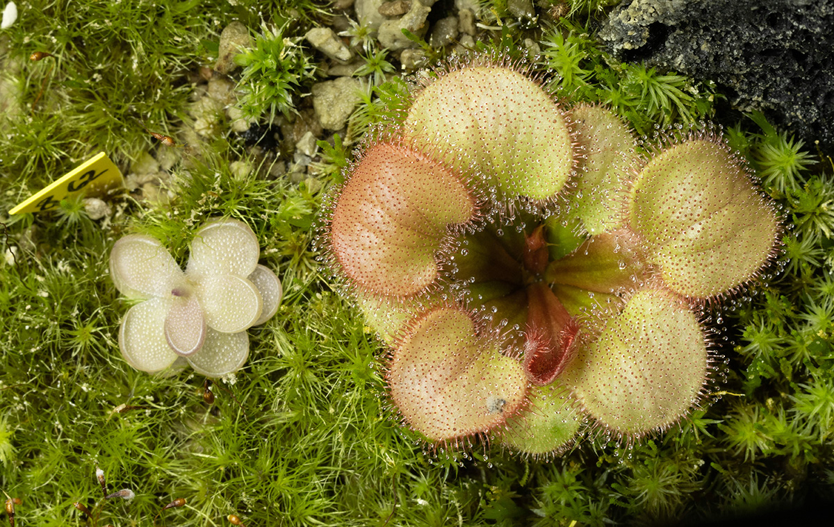 Drosera falconeri