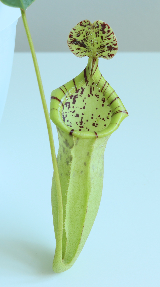 Nepenthes burbidgeae x campanulata