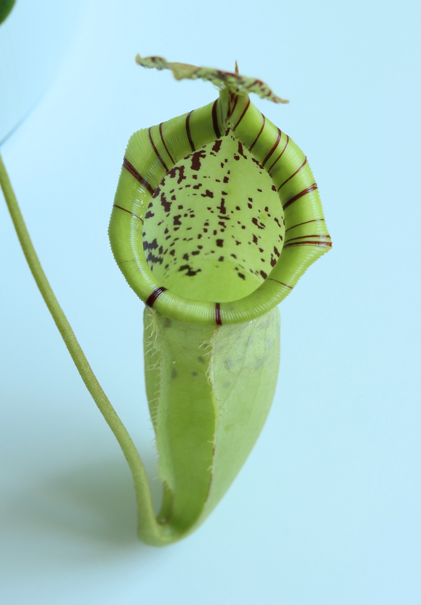 Nepenthes burbidgeae x campanulata